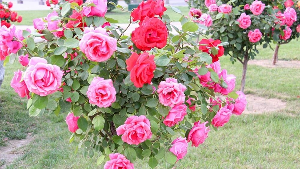 t0181d3160cf044acc6.jpg