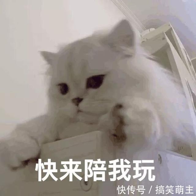 卖萌表情表情:你这个小可爱,电你喔v表情搞笑猫咪图片