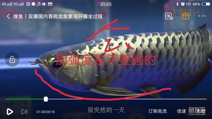 紅龍魚眼睛紅了是什么原因引起的呢（紅龍魚眼睛紅了是什么原因引起的呢怎么治療）