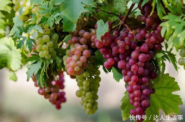 葡萄是水果中的溶栓之王,夏天每天吃一些,身