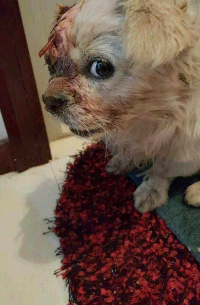 狗狗不幸被电动车撞到,鲜血染满了小脸,铲屎官