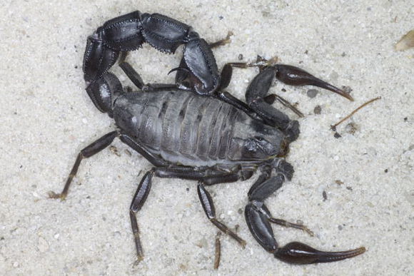 世界上最毒的蝎子排名,世界十大最毒蝎子