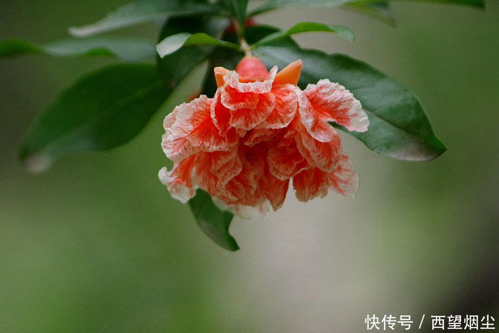 那一抹红,似夏日里的烟火。