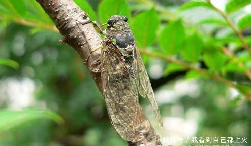 那年七岁,抓住一只蝉,我以为就能抓住整个夏天