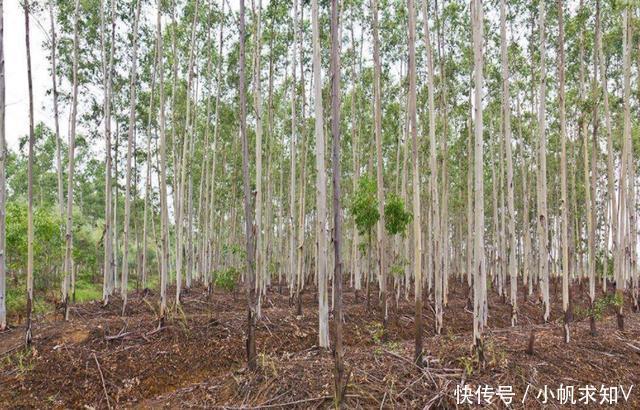 世界上最高的树,是澳洲的“霸王树”还是美国的“亥伯龙神”?