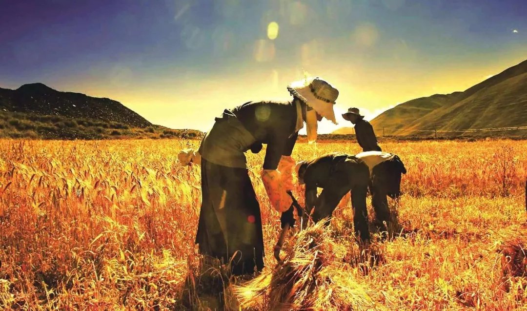 真降价了!18年水稻最低保护价出台!(附水稻秧