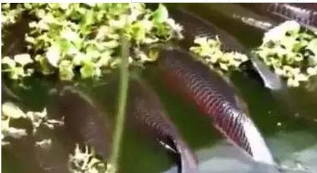 男子在钓鱼时发现神奇鱼种浮在水面, 走近前去