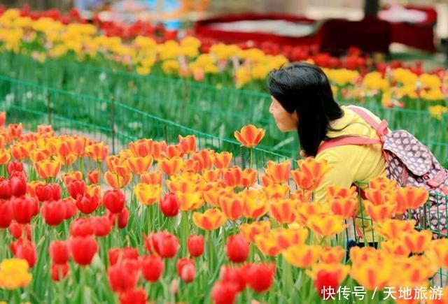 花卉摄影:醉人郁金香