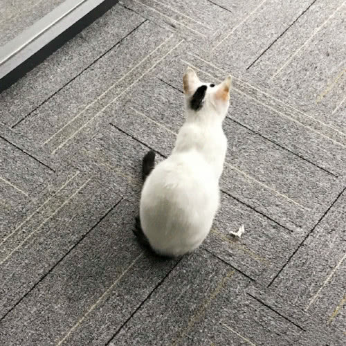 铲屎官用猫咪的碗当成烟灰缸,惹的喵主子大怒再也不想理你