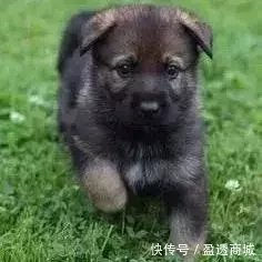 主人去世，爱犬随之消失，11年后真相大白：我愿一生孤独，只为爱