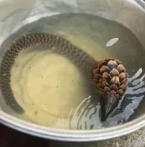 小伙钓鱼时捕获奇怪生物,专家鉴定后的结果,让