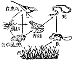 如图是某生态系统食物网简图,请据图回答