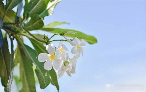 给孩子取名别再翻字典了,不妨翻翻中药名,好听