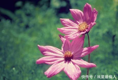 十二生肖中,近期4个月运势爆棚,即将接财神,翻身做富人的3生肖 澳门网上百家乐