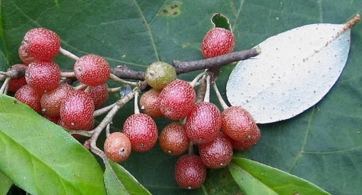 君迁子 油菜芡实