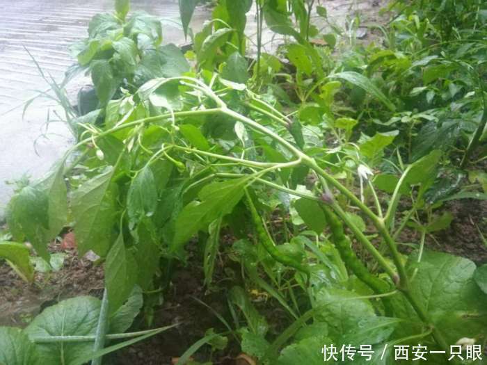 下雨天 西安农家小院的情怀 网友称无公害蔬菜