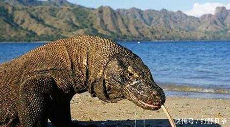 世界上的不死生物 t018a8f161ffd91fcb7.jpg