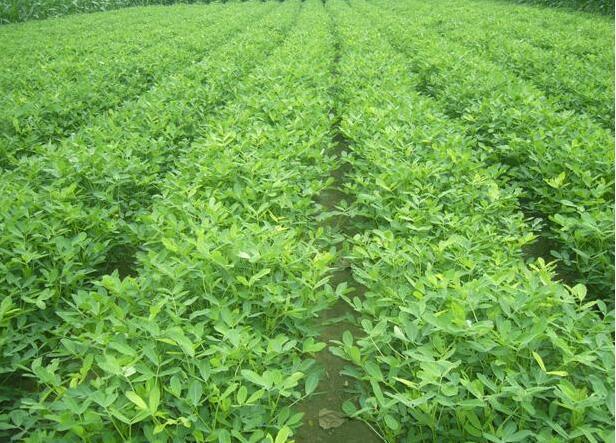 提高花生产量,控旺是关键,这种土办法简单有效