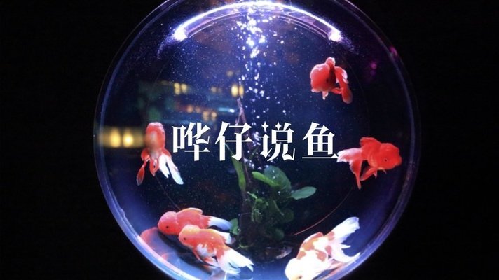 五寨縣貴梅水族館 丹頂錦鯉魚