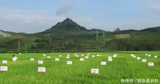 我辛苦种地搞科研,你开心偷菜家里搬,岂有此理