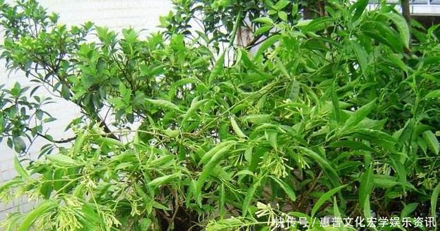 农村这几种植物极易招蛇,屋前屋后尽量少种