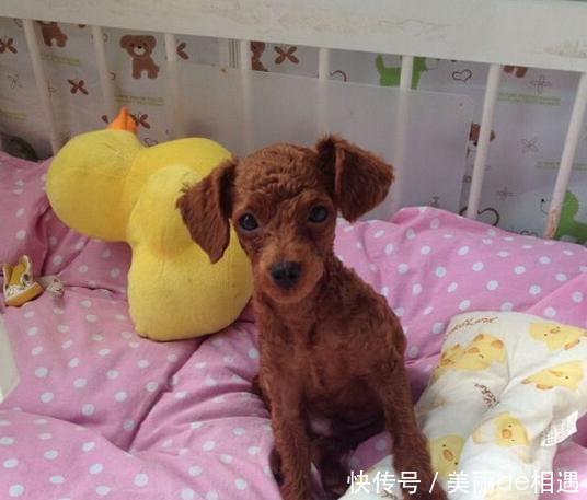 饲养的狗狗身体偏瘦怎么办根据不同的情况,做