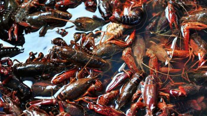 养殖一百亩的小龙虾, 到底需要多少钱? 所需资