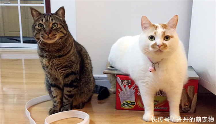 存为表情的可爱喵,你知道它们的品种?熊猫人恶搞大全包表情图片