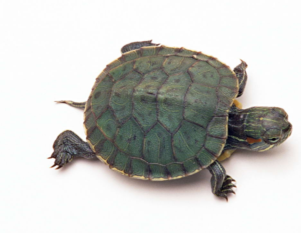 乌龟有叫声吗?如果有,是啥叫声?_360问答