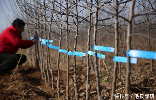 苹果树栽培技术｜苹果树自根砧分枝大苗的特点