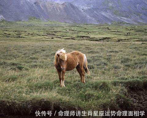 出生在这三天的生肖马，注定一生衣食无忧！