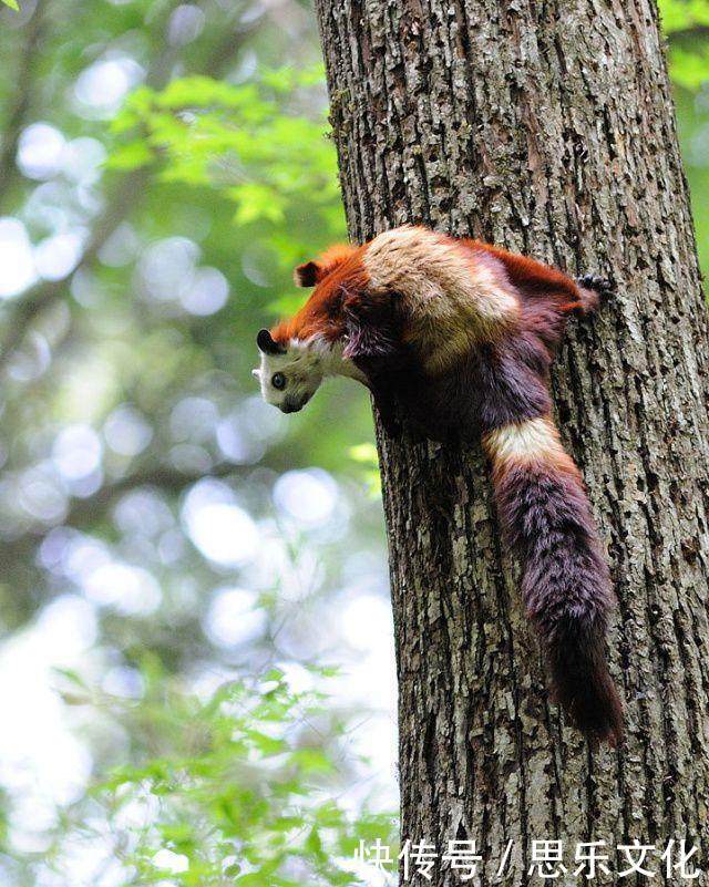 被蒙了30多年才得知寒号鸟不是鸟类, 网友哭
