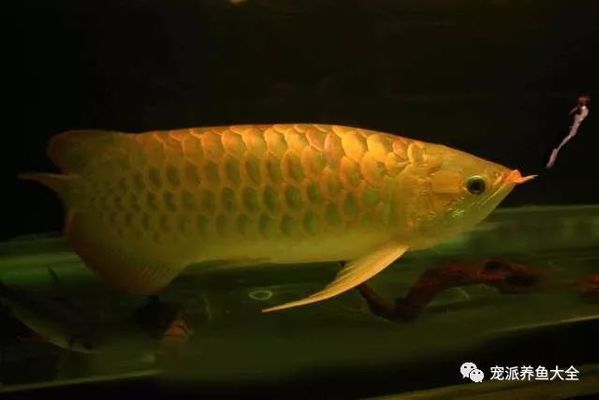 濰坊的觀賞魚批發(fā)市場(chǎng)（濰坊的觀賞魚批發(fā)市場(chǎng)地址）