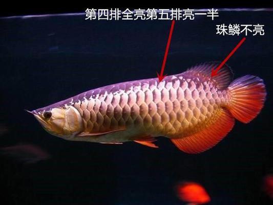 金龍魚沈陽總代理電話是多少(大連金龍魚代理電話)