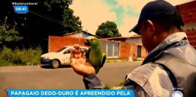 鹦鹉给毒贩通风报信 被警察逮捕