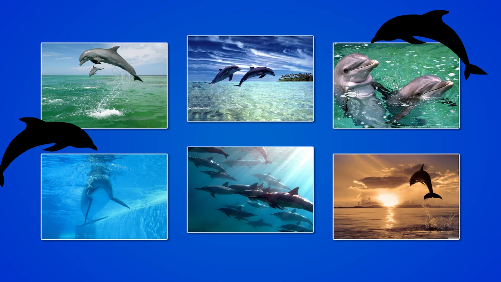 Dolphin Puzzles截图15