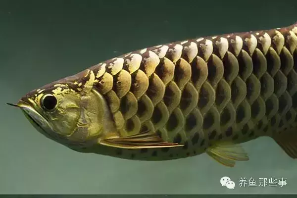 如何分辨母魚(yú)和公魚(yú)圖解(魚(yú)怎么分辨公和母)