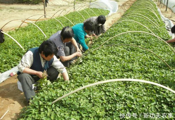 大棚红薯养殖技术,大棚红薯育苗时间和方法