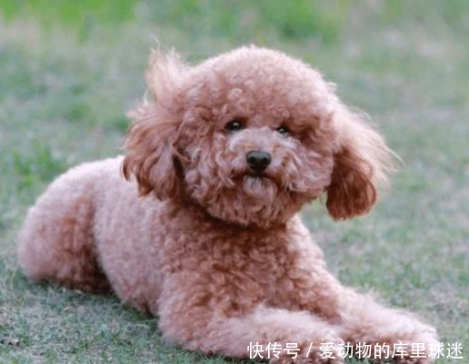 泰迪犯错被教育,主人却被狗子的表情气笑了,狗:略略略 mg电子游戏娱乐