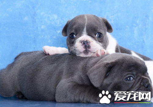 巴哥犬最爱得皮肤病 清洁工作要做到位_360问