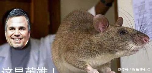 复联4拯救宇宙的居然是这只老鼠,这个梗才是真