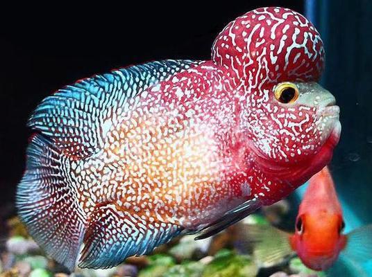 吉林市船營區(qū)景枝林水族館