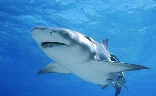 世界上最大的远古鲨鱼:巨牙鲨以鲸鱼为食 因缺乏食物而灭绝