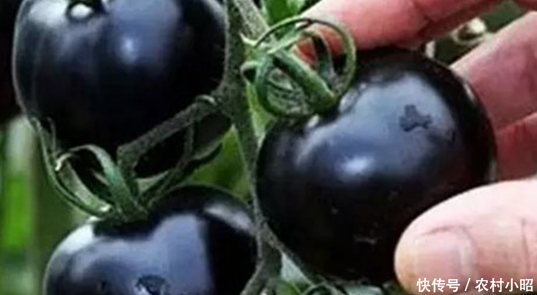 农村创业,种植黑番茄,可以赚大钱,你心动吗?