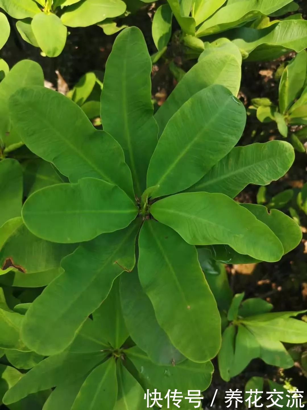 家里养几棵大叶子的虎刺梅,开花极少,嫁接到霸王鞭上花开不断 澳门网络正规赌博官网