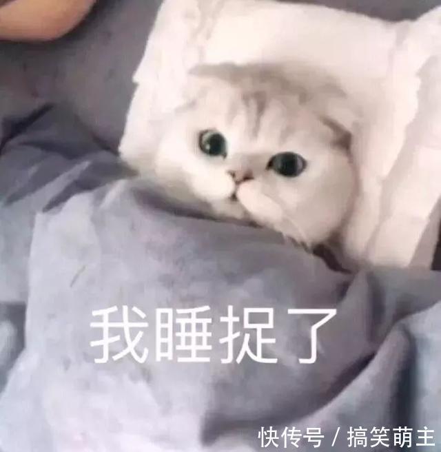 卖萌猫咪表情:你这个小可爱,电你喔一样想跟表情包的我图片