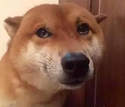 狗狗在家拉了粑粑,怕主人挨揍,露出这般表情,好可爱!