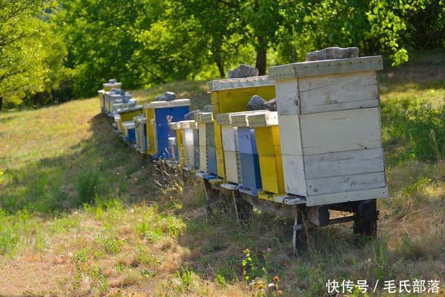 蜜蜂养殖技术｜对实现规模化养蜂的八点建议