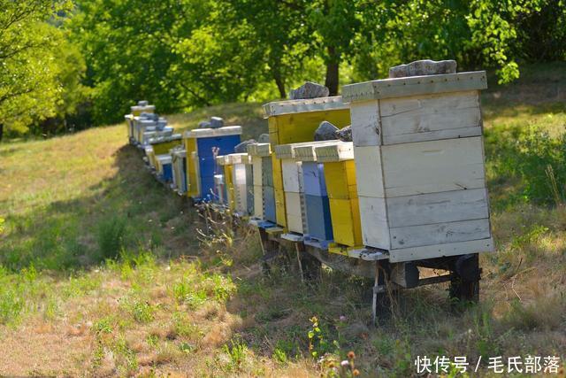 蜜蜂养殖技术|对实现规模化养蜂的八点建议