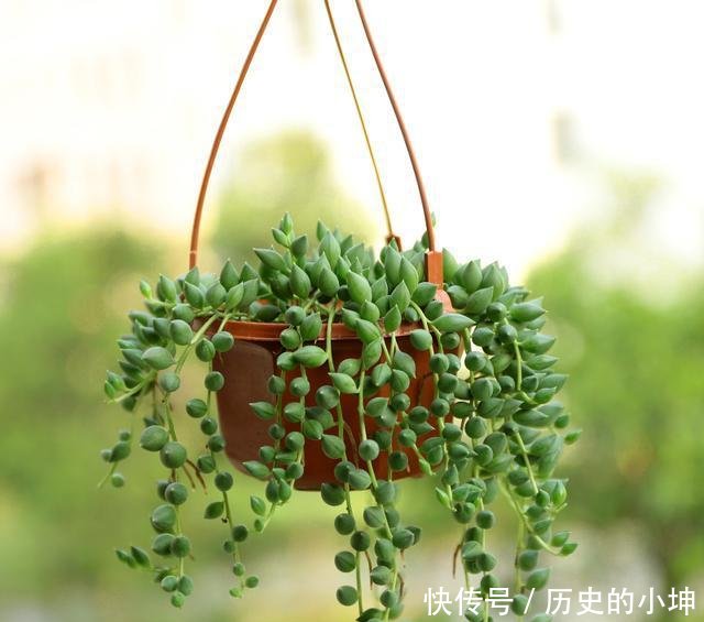 不管有钱没钱,都要在家里养一盆栽,驱蚊又好看